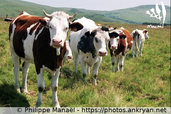 Parfait alignement de vaches, Puy May (Auvergne, au pays des volcans / Trekking / France) © Philippe Manaël