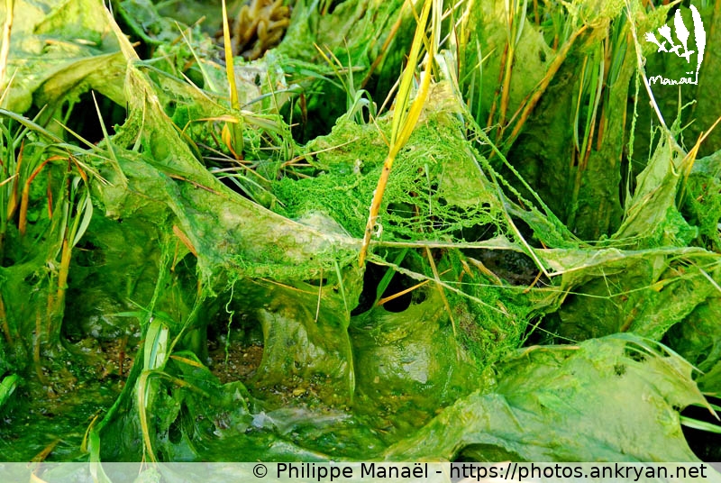 Algues vertes (Ile de Ré / Ile / France / Poitou-Charentes - FR-17) © Philippe Manaël