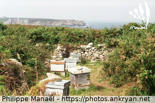 Rucher d'abeilles noires, pointe de Cadoran (Ile d'Ouessant / Ile / France / Bretagne - FR-29) © Philippe Manaël