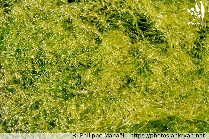 Algues - expérimental (Ile d'Yeu / Ile / France / Pays-de-la-Loire - FR-85) © Philippe Manaël