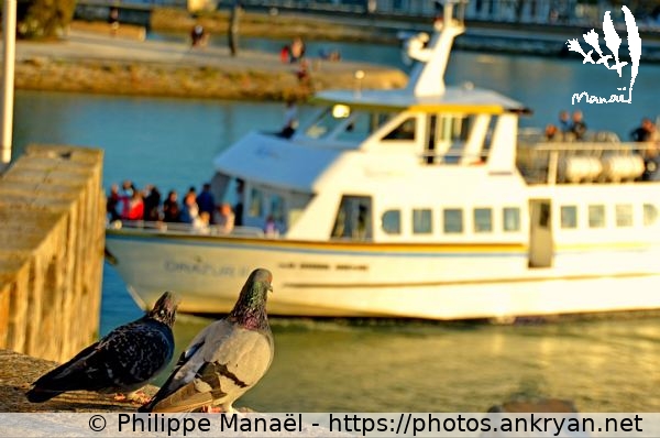 Couple de pigeons, 1 (La Rochelle / Ville / France / Poitou-Charentes - FR-17) © Philippe Manaël