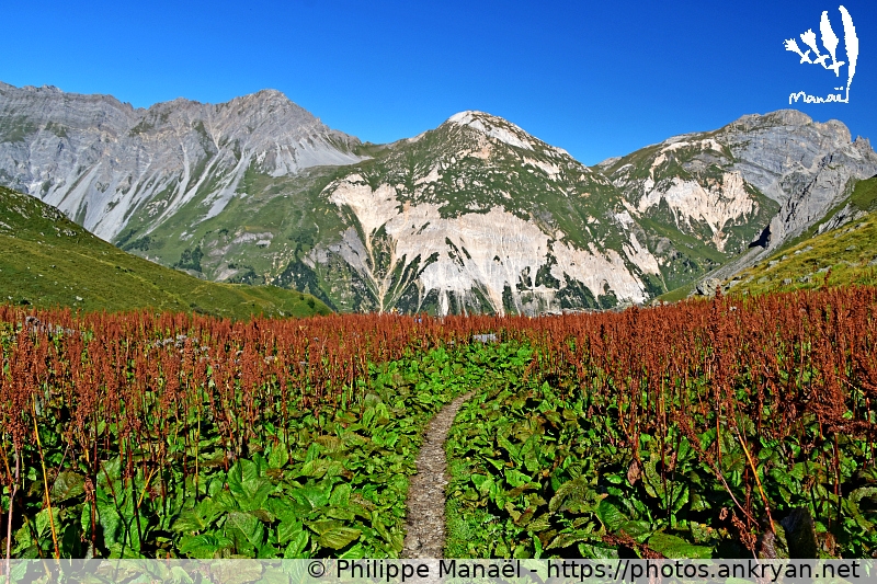 Flore du chalet des Nants (Les Balcons de la Vanoise / Trekking / France / Savoie - FR-73) © Philippe Manaël