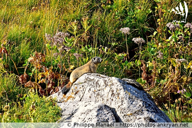 Marmotte sur son rocher 2 (Les Balcons de la Vanoise / Trekking / France) © Philippe Manaël