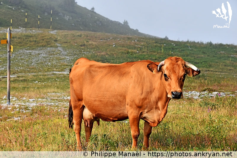 Vache Tarine, Mont Bochor d'en Haut (Les Hauts de la Vanoise / Trekking / France / Savoie - FR-73) © Philippe Manaël