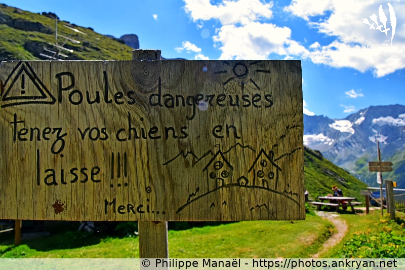 Refuge de Plaisance, poules dangereuses ! (Les Hauts de la Vanoise / Trekking / France / Savoie - FR-73) © Philippe Manaël