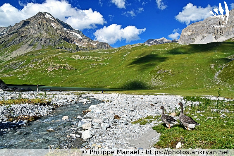 Refuge d'Entre le Lac, cours d'eau (Les Hauts de la Vanoise / Trekking / France / Savoie - FR-73) © Philippe Manaël