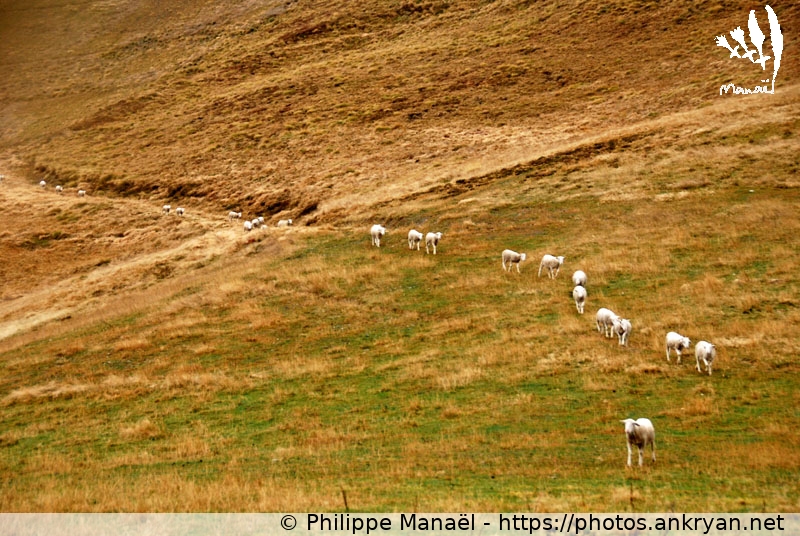 Troupeau de moutons - Luz-Ardiden (Les Pyrénées, en route pour les étoiles / Trekking / France / Hautes-Pyrénées - FR-65) © Philippe Manaël