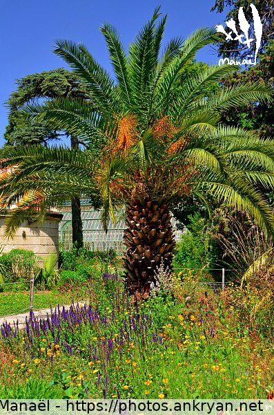 Palmier du Jardin des Plantes (Montpellier / Ville / France / Hérault - FR-34) © Philippe Manaël