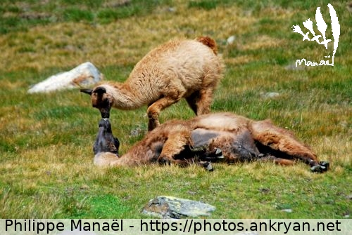 Couple de lamas (Pyrénées : Pic du Midi de Bigorre / Balade / France / Midi-Pyrénées - FR-65) © Philippe Manaël