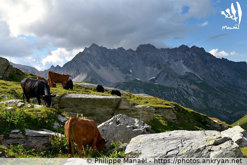 Troupeau de vaches tarines (Savoie : Pointe de l'Observatoire / Balade / France / Savoie - FR-73) © Philippe Manaël