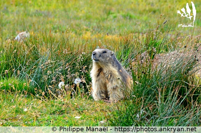 Marmotte, 1 (Savoie : Col de la Vanoise / Balade / France / Savoie - FR-73) © Philippe Manaël