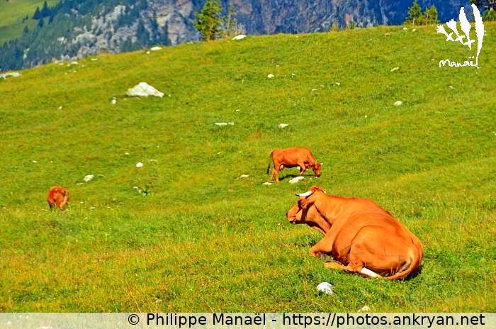 Vache de race tarine (Savoie : Col de la Vanoise / Balade / France / Savoie - FR-73) © Philippe Manaël