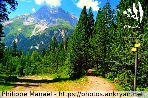 Sentier forestier (Pralognan-la-Vanoise / Ville / France / Savoie - FR-73) © Philippe Manaël