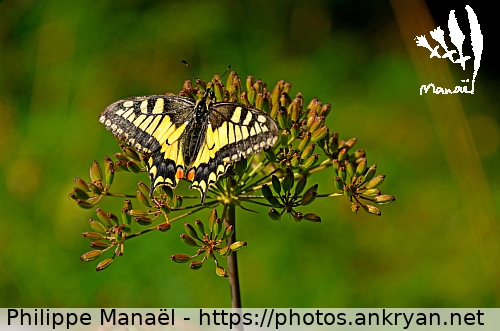 Papillon, Mont Bochor (Pralognan-la-Vanoise / Ville / France / Savoie - FR-73) © Philippe Manaël