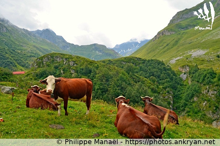 Vaches de race Abondance (Savoie : Pralognan, Les Prioux / Balade / France / Savoie - FR-73) © Philippe Manaël