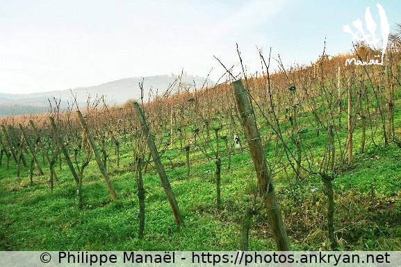 Vignes Saint-Hippolyte (Alsace Médiévale : Réveillon de l'an / Trekking / France / Alsace - FR-67) © Philippe Manaël