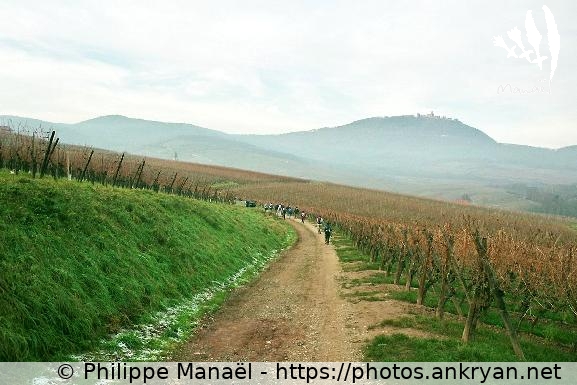 Sentier à travers les vignes (Alsace Médiévale : Réveillon de l'an / Trekking / France / Alsace - FR-67) © Philippe Manaël