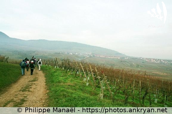 Chemin à travers les vignes (Alsace Médiévale : Réveillon de l'an / Trekking / France / Alsace - FR-67) © Philippe Manaël