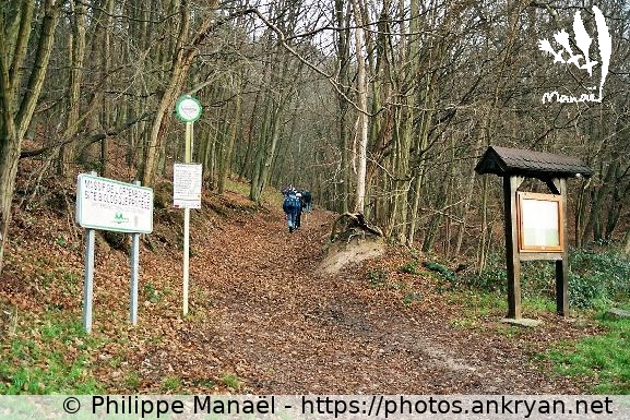Forêt communale de Scherwiller (Alsace Médiévale : Réveillon de l'an / Trekking / France / Alsace - FR-67) © Philippe Manaël