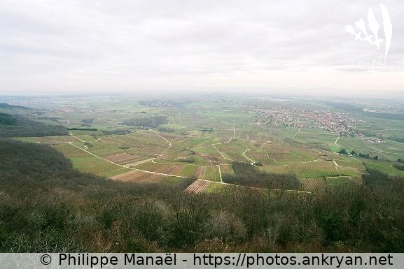 Panorama depuis le château de l'Ortenbourg (Alsace Médiévale : Réveillon de l'an / Trekking / France / Alsace - FR-67) © Philippe Manaël