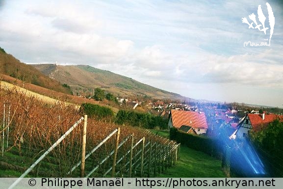 Vignes de Châtenois (Alsace Médiévale : Réveillon de l'an / Trekking / France / Alsace - FR-67) © Philippe Manaël