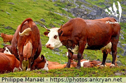 Vaches alpines de race Abondance (Tour des Glaciers de la Vanoise / Trekking / France / Savoie - FR-73) © Philippe Manaël