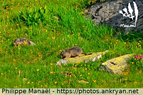 Réveil des marmottes (Tour des Glaciers de la Vanoise / Trekking / France / Savoie - FR-73) © Philippe Manaël