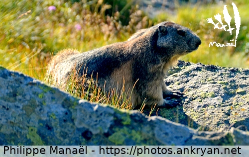 L'Arpont : marmotte sur son rocher (Tour des Glaciers de la Vanoise / Trekking / France / Savoie - FR-73) © Philippe Manaël