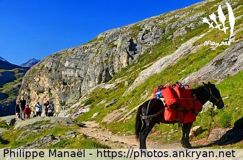 Picasso, le mulet (Tour des Glaciers de la Vanoise / Trekking / France) © Philippe Manaël