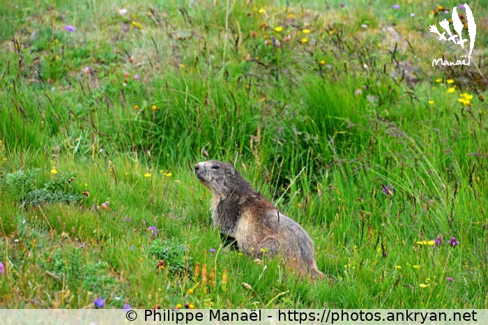 Marmotte au Plan des Nettes, vallon de la Leisse (Traversée de la Vanoise / Trekking / France / Savoie - FR-73) © Philippe Manaël