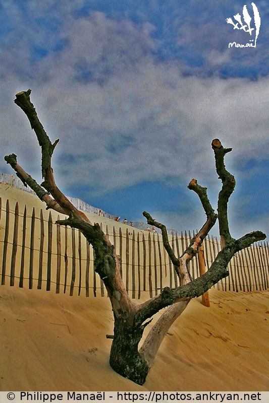 Main de squelette sortant du sable, Dune du Pilat (Traversée des Landes / Trekking / France / Gironde - FR-33) © Philippe Manaël