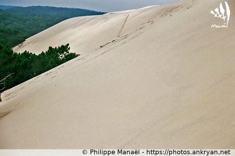 Dune du Pilat, côté forêt (Traversée des Landes / Trekking / France / Gironde - FR-33) © Philippe Manaël