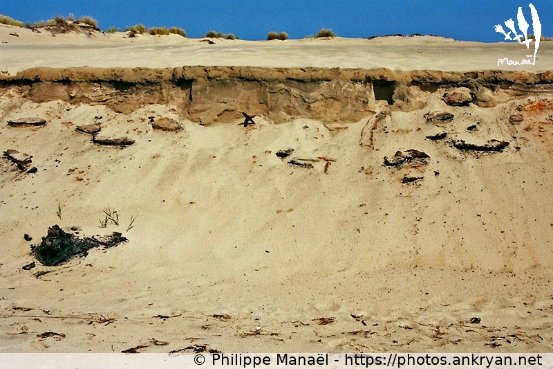 Paléosol de la Dune du Pilat (Traversée des Landes / Trekking / France / Gironde - FR-33) © Philippe Manaël