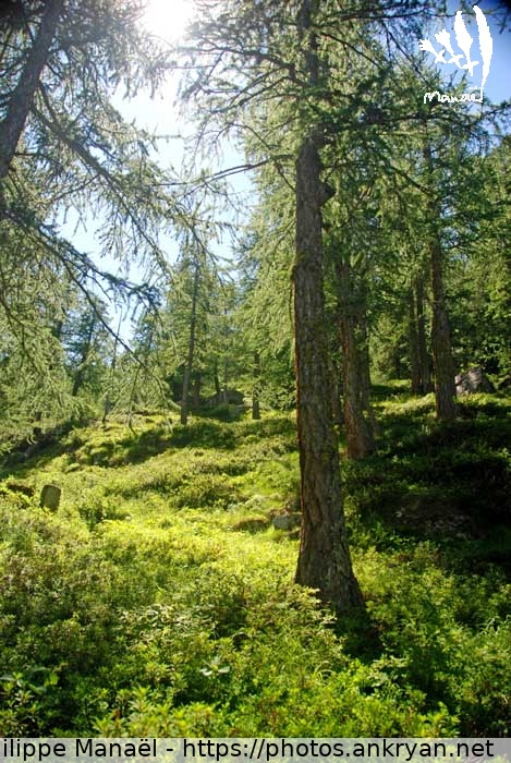 Forêt de mélèzes (Vallée de la Clarée et Mont Thabor / Trekking / France / Hautes-Alpes - FR-05) © Philippe Manaël