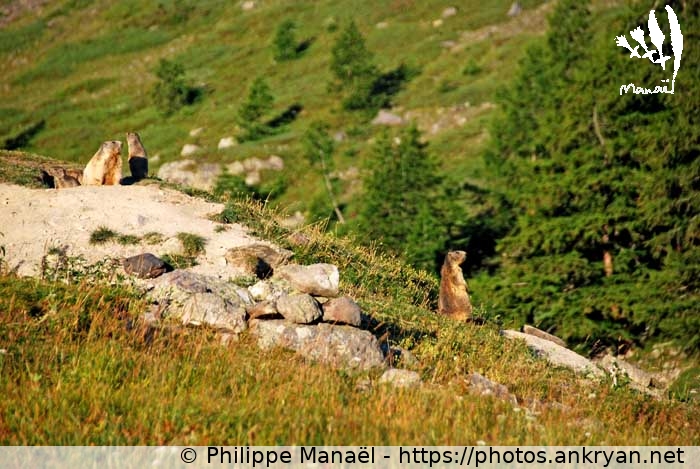 Le réveil des marmottes, 1 (Vallée de la Clarée et Mont Thabor / Trekking / France / Hautes-Alpes - FR-05) © Philippe Manaël